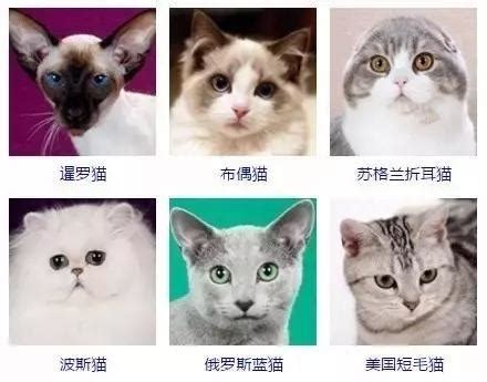猫的种类图片及名称,称的种类名称和图片,中名猫的种类和图片_大山谷图库