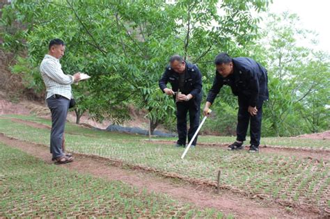 永平县加强对3051亩人工造林种苗质量监管-永平县林业和草原局-关注森林网