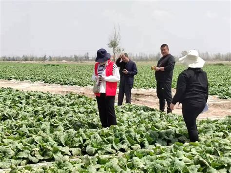 武威市人民政府 科技特派员在行动 3月15日，市农技中心科技特派员蔬菜小分队，到凉州区四坝镇、羊下坝镇开展技术指导