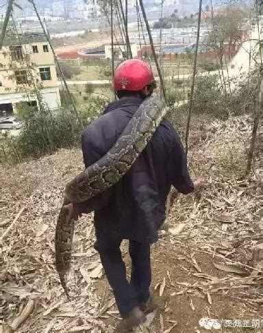 重约40斤！广西公路上惊现2米蟒蛇，气温这么低，蟒蛇不怕冷