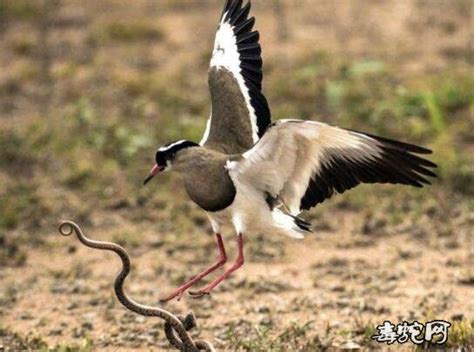 蛇鸟之战：母鸟为子报仇攻击花蛇、最后一张图让人担心！_毒蛇新闻_毒蛇网