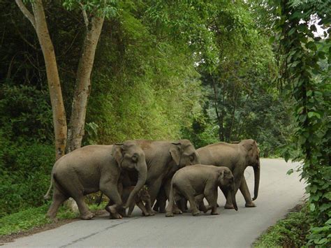 奇闻：泰国马路上开车，会遇到什么？大象拦车抢甘蔗，场面震撼！_大象_甘蔗_奇闻