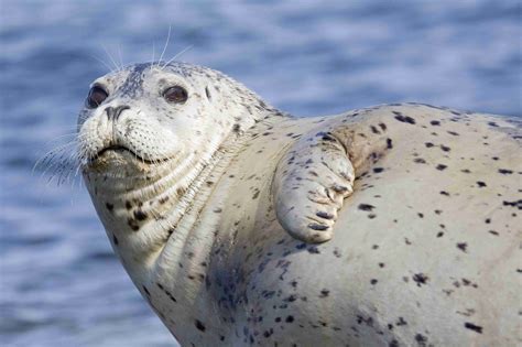 “辽东湾精灵”斑海豹：晋升一级保护动物后首次大规模放归，下一步……_国内 _ 文汇网