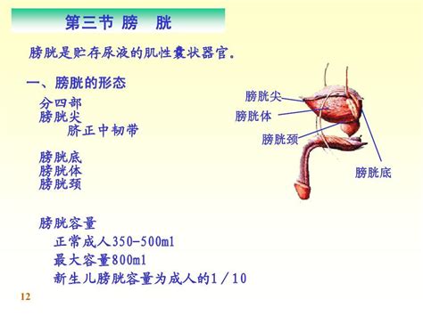 膀胱在哪个位置图图片 膀胱在哪个位置图图片