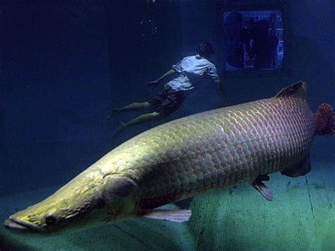 国家地理2011十佳自然照片：巨型淡水鱼上榜---中国科学院三江源国家公园研究院 中国科学院西北高原生物研究所