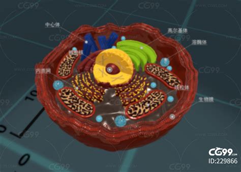 超写实超精细动物细胞 细胞动物细胞细胞壁线粒体细胞核细胞结构细胞内部-cg模型免费下载-CG99
