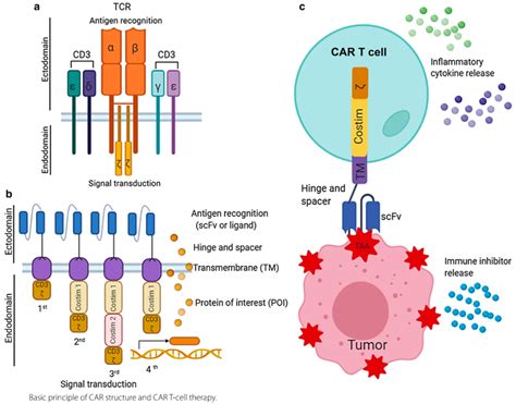 TCRm抗体专题|认识TCRm抗体及其作用方式|TCRm|复合物|特异性|抗体|-健康界
