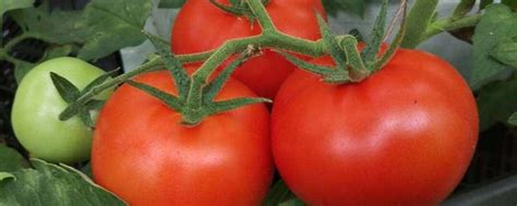 西红柿种子怎么种植方法-农百科