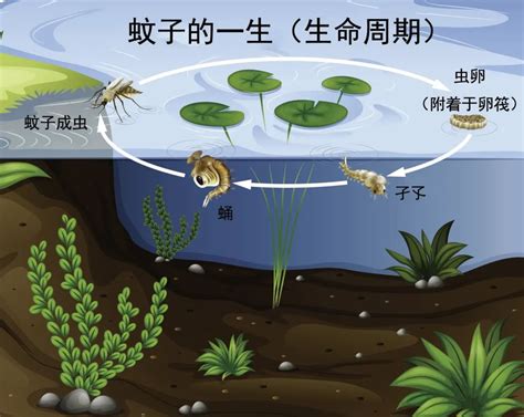 水蚊子图片