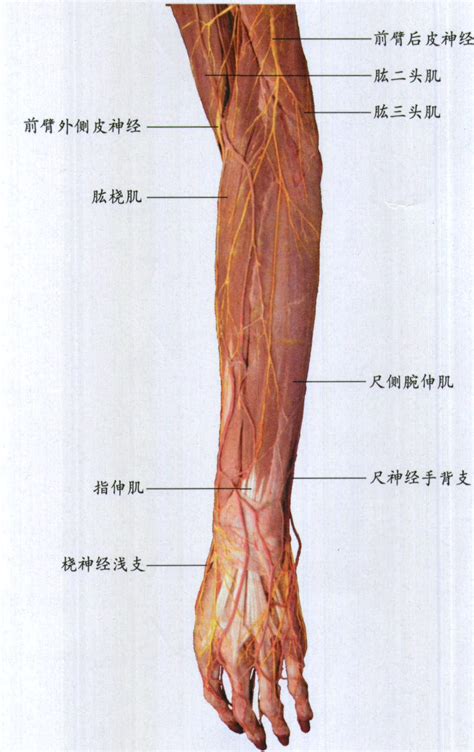 上臂与前臂图解图片