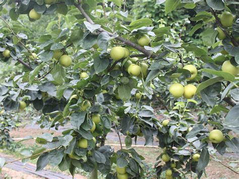 梨树在夏季的一天结出果实。高清摄影大图-千库网