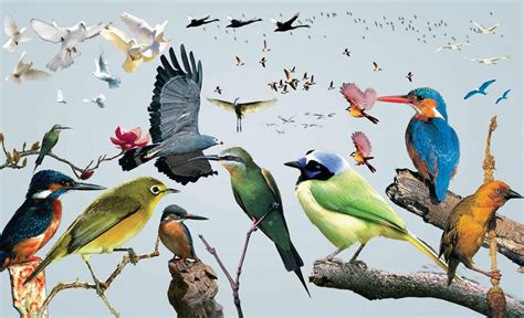 鸟类区系 - 快懂百科