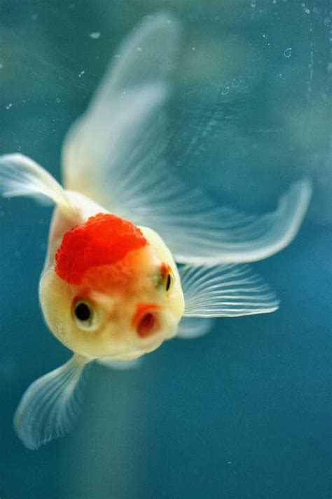 金鱼是什么鱼演变来的（金鱼的外貌特征分类） - 胖萌舍宠物网