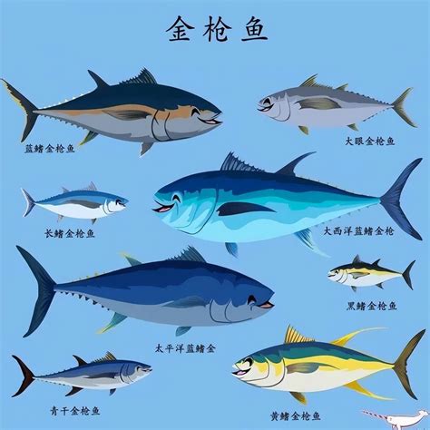 金枪鱼种类及图片大全 - 百科 - 酷钓鱼