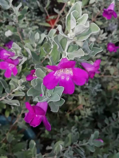 玉芙蓉图片