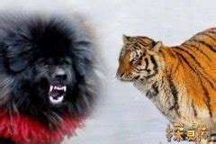 藏獒和老虎哪个厉害，老虎的战斗力远超藏獒（野生与家养的区别）_小狼观天下