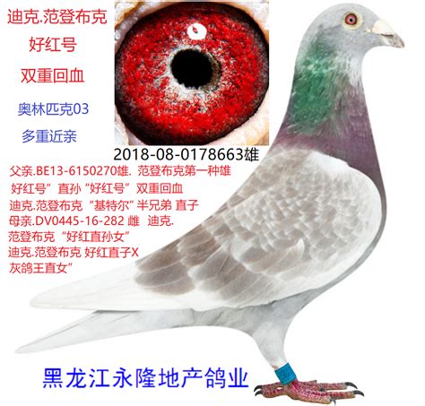 迪克.范登布.好红号”双重回血 - 黑龙江永隆地产鸽业
