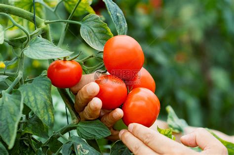 西红柿的做法_西红柿怎么做好吃_西红柿的家常做法大全【美食杰】