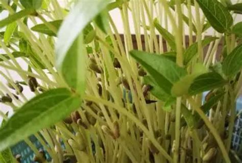 教科版五下科学第一单元《生物与环境》3.绿豆苗的生长与光照的关系_腾讯视频