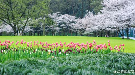 2021杭州春天最美的公园在这里，最拥挤的公园也在这里。太子湾一直是杭州拍婚纱照的首选地之一_太子湾公园-评论-去哪儿攻略