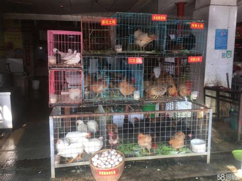湖州长兴：开展家禽产品交易专项检查 筑牢节日食安底线