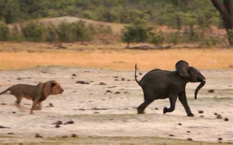 迷路小象遭狮子追捕30分钟后被咬死【14】--图片频道--人民网