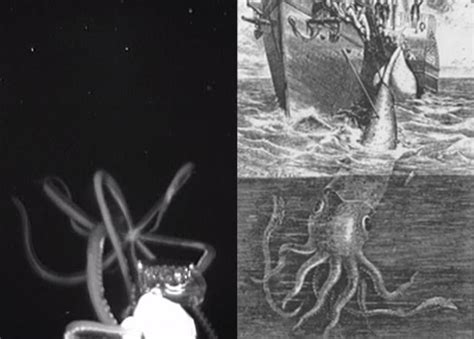美国国家海洋及大气总署深海考察队在墨西哥湾拍摄到深海巨乌贼 半小时后竟遭雷击 - 神秘的地球 科学|自然|地理|探索