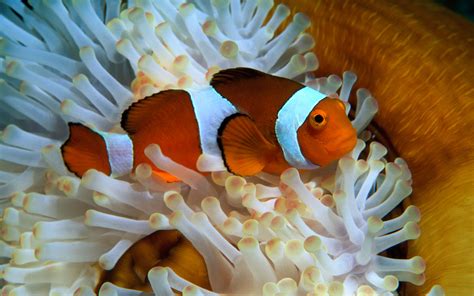 海洋中美丽的小丑鱼和海葵高清图片下载-正版图片600571494-摄图网