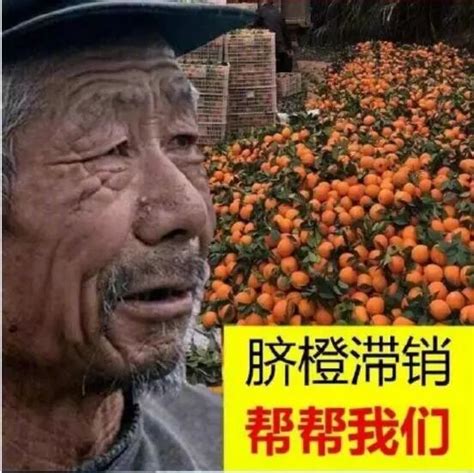 农村大爷卖奇特柿子，一棵树可卖上千元：柿树上下长蘑菇