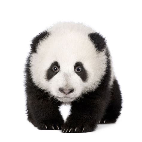 可爱大熊猫图片下载(图片ID:692499)_-陆地动物-图片素材_ 聚图网 JUIMG.COM