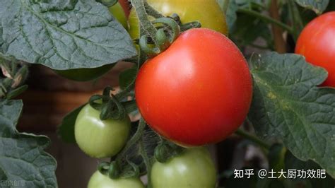 秋冬茬番茄高产高效的三大要点_迪斯科化工集团股份有限公司
