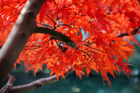 秋天的红枫高清图片下载-正版图片500205216-摄图网