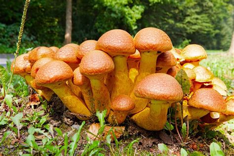 蘑菇的种类有哪些（6种常见的蘑菇你都吃过吗） – 碳资讯