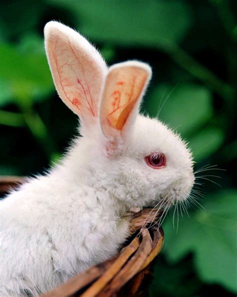 白兔品种,常见,一只_大山谷图库