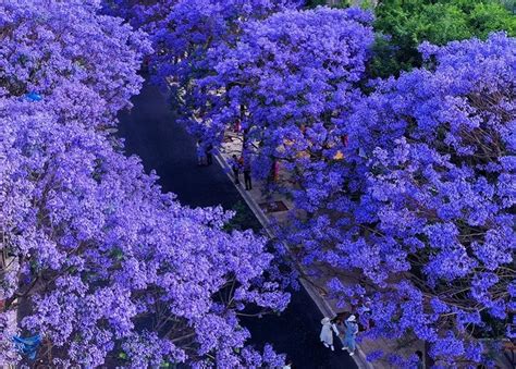 公园里的紫色花树高清图片下载-正版图片600771198-摄图网