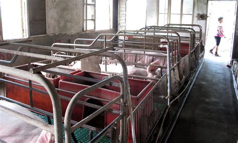 华阳河四场特色经济孵化取成效——生猪养殖安徽省华阳河农场