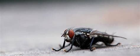 食蚜蝇：采花蜜的大苍蝇，学蜜蜂蜇人只为了活下去_幼虫