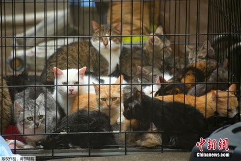 俄动物收容所起火300只猫被困 被救猫咪一脸幽怨_新浪图片