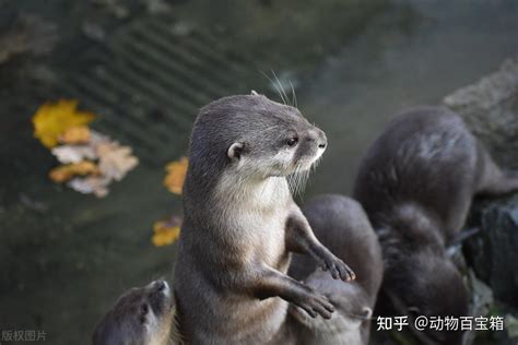 463.泳气鼬1水属性~水之游原型:图片