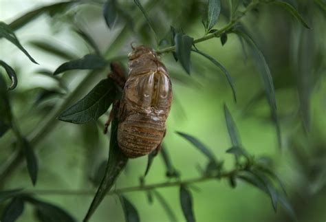 金蝉怎么种植？金蝉蝉蚁的播撒与人工饲养方式！ - 金蝉 - 蛇农网