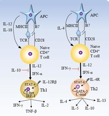 IL-12：先天性免疫 Innate immunity和 获得性免疫 adaptive immunity中的“端水大师”