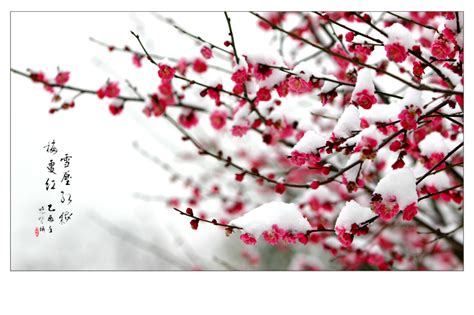 最美的红梅花语,最美红梅花图片,红梅花语(第6页)_大山谷图库