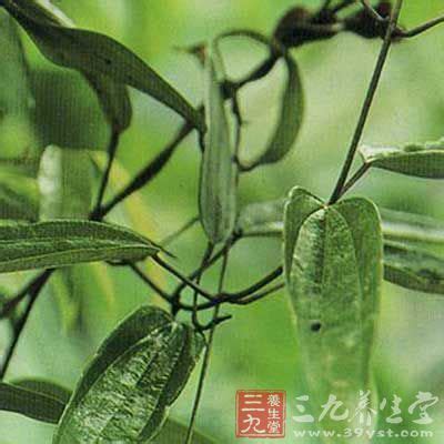 朱砂莲全草图片