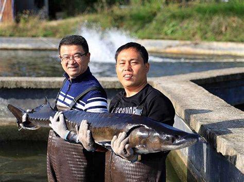东江湖的鲟龙鱼您吃过吗？_深圳头条