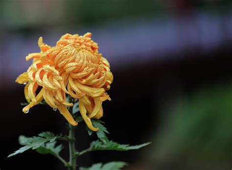 关于菊花的古诗有哪些 各个朝代的《赏菊》欣赏