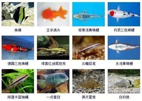 淡水观赏鱼的种类大全 十种好养的观赏鱼_华夏智能网