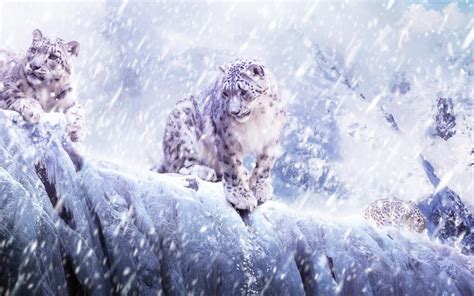 【资讯】万玛才旦遗作《雪豹》入围第80届威尼斯电影节，国美承制
