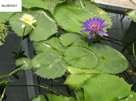 紫莲,花卉,植物花草,摄影素材,汇图网www.huitu.com