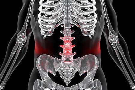 人体腰骨结构图片素材-正版创意图片401889233-摄图网