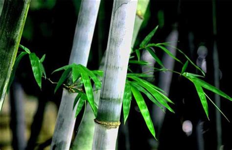 竹的寓意与花语 —【发财农业网】